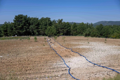 İzmir Bornova’da atıl topraklar üretime kazandırılıyor